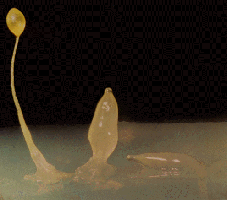 o_dictostelia mucilaginoso 2.gif
