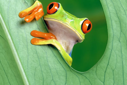 frosch.jpeg