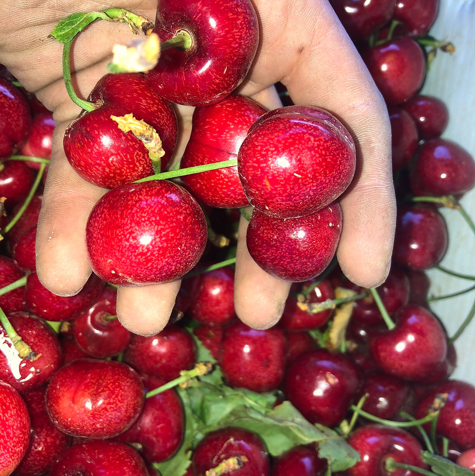 Berry Cherry