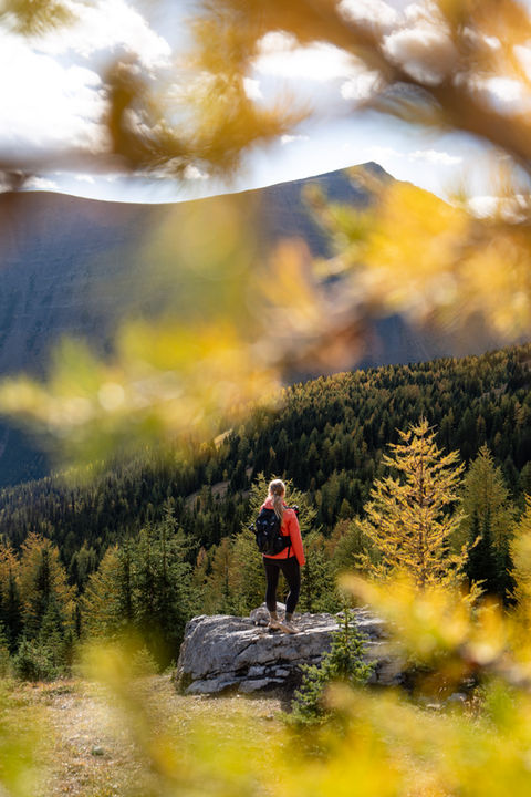 larch season canada photography