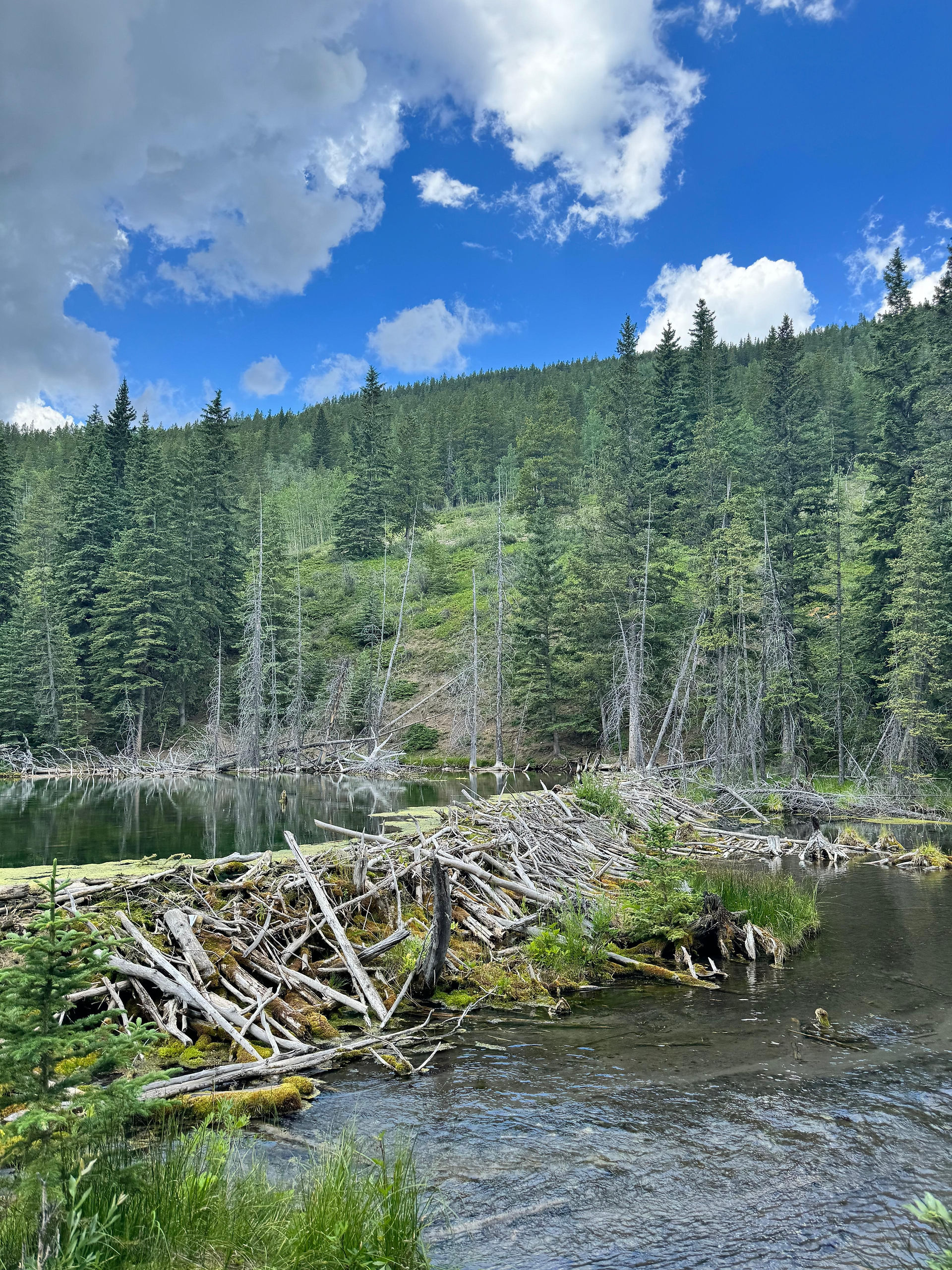 Beaver Dams in Canada are art of engineering