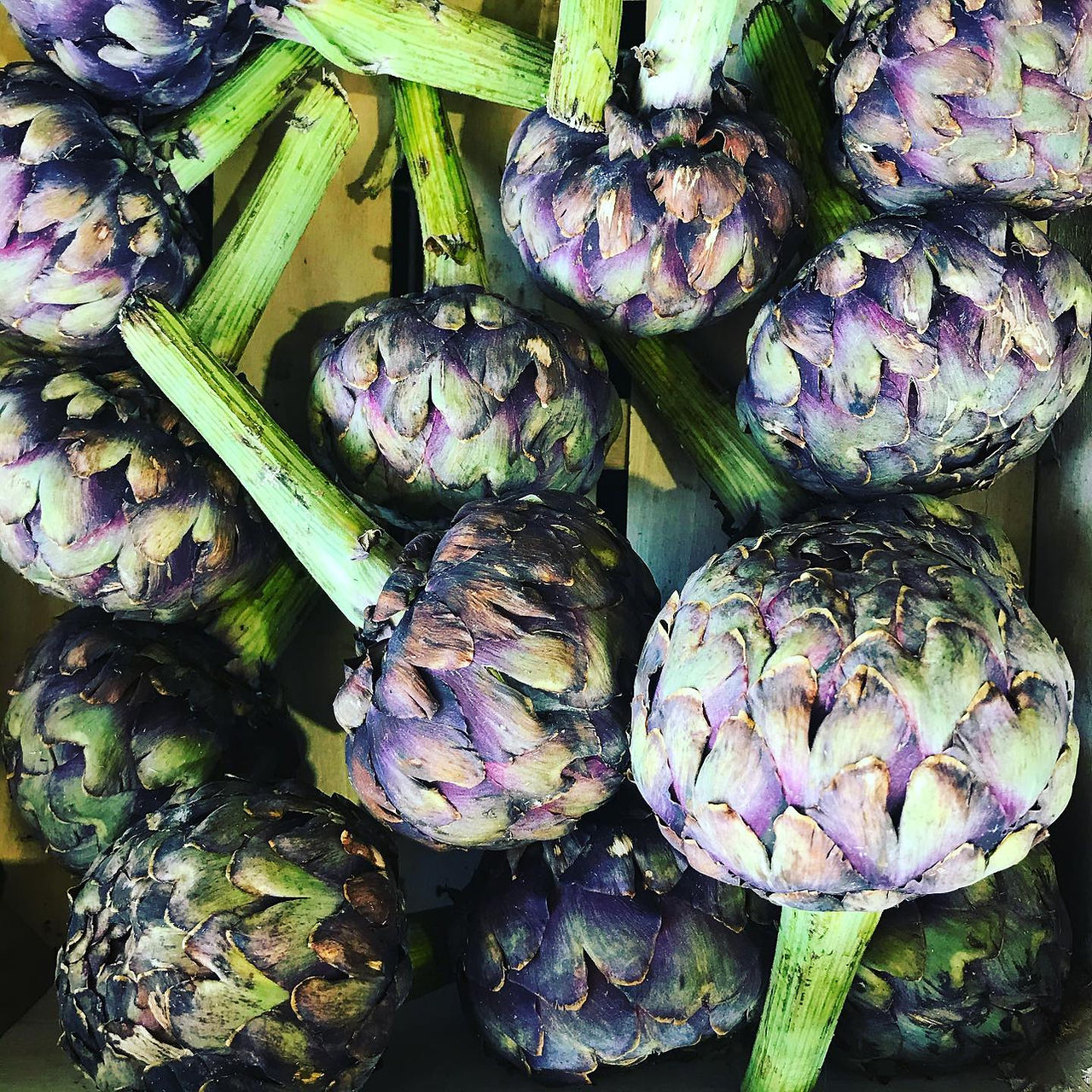 12 globe artichokes fill the frame with green stalks and purple bracts.