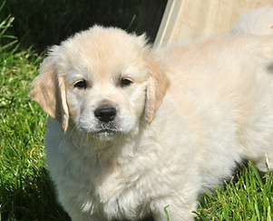 chiot golden retriever