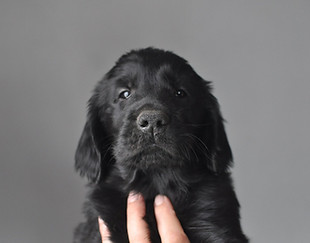 chiot flat coated retriever à poil plat