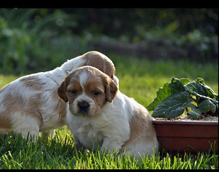 chiots épagneul breton