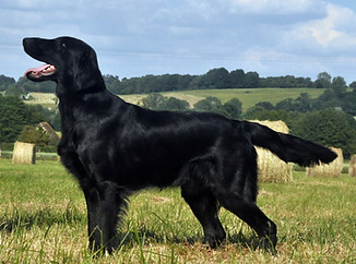 mâle flat coated retriever , retriever à poil plat