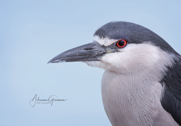 Black-crowned Night Heron.jpeg