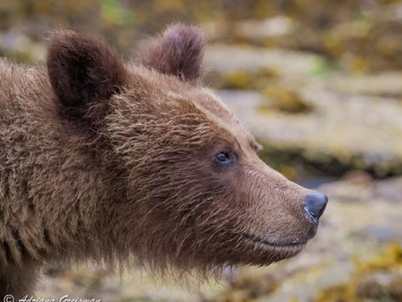 British Columbia Photography Trip: Part I