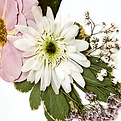 Pressed Flowers