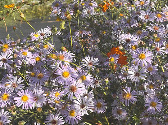 Aster.jpg