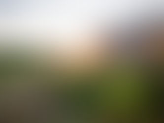 Award Winning Meadow Garden