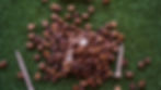 Golf tees made from recycled coffee grounds at La Grand Mare Guernsey