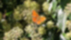 Butterfly on plants at La Grande Mare Guernsey