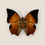 Thumbnail: Tawny Rajah