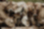 Kühe Salztrog Alp Vals web.jpg
