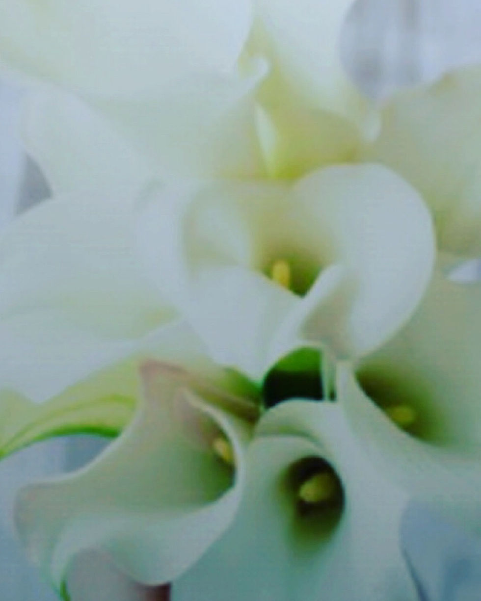 Thumbnail: White Innocence