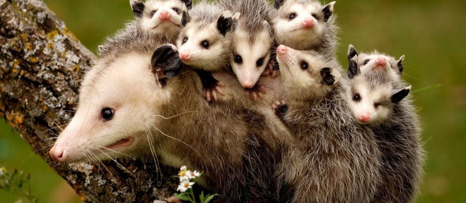 Mama Possum and Why Today will be New and Better