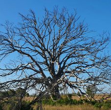 Portrait of a Tree