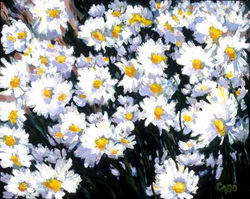 Daisies