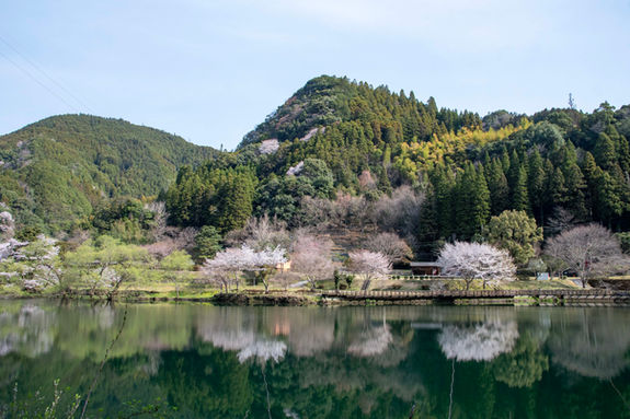 グリーンパル日向神峡の桜