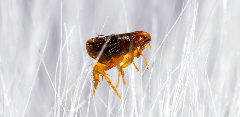 Pulga