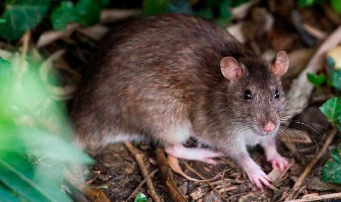 Ratas