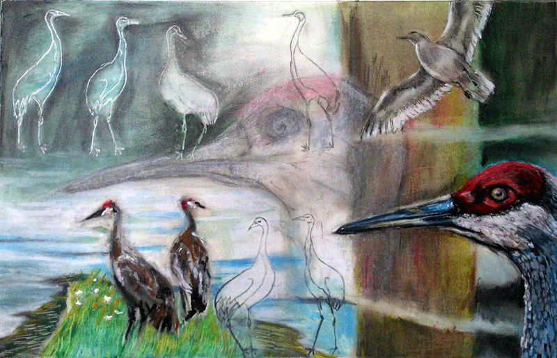Cranes-&-Gull.gif