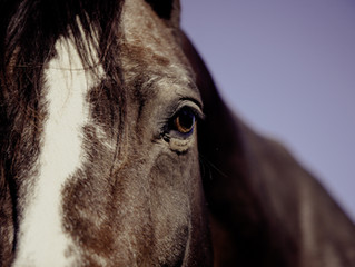 Day 54… Falling off the Horse…