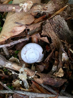 close up of snail shell- cole dubois