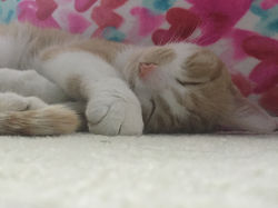 Meow- Hayley Sisk