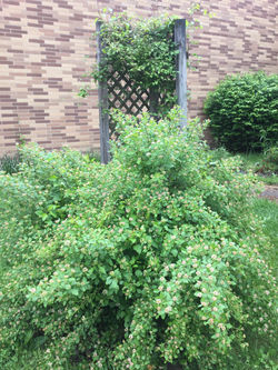 the garden of life- madison long