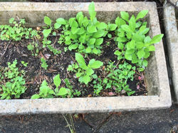 the baby plants- Kasmine Janssen
