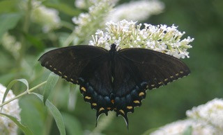 3spicebush - 1.jpeg