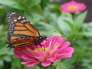 3monarch - 1.jpeg