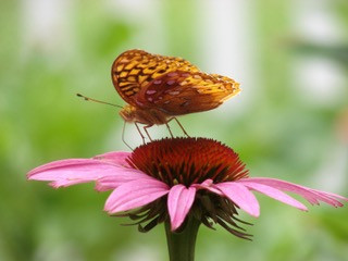 1fritillary - 1.jpeg
