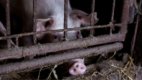 “Voto Animalista Colombia”, campaña que busca comprometer a candidaturas con la protección animal en 2026