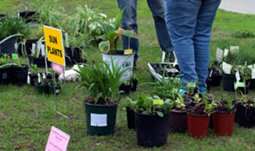 plantsaleweb.jpg.1379706477014.jpg