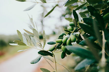 Fruit and Leaves_edited.jpg