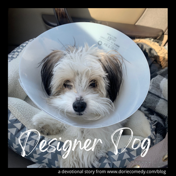 Designer Dog