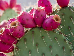 Stachelig, pink und ein großer Star: Die Prickly Pear in Scottsdale
