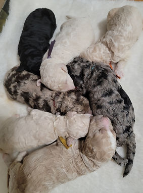 litter of goldendoodles