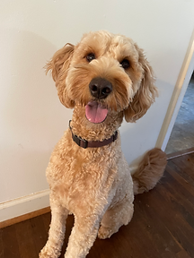 Olive - one of our mini Goldendoodle dams