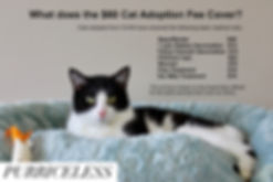 CCHS Cat Cost infographic.jpeg
