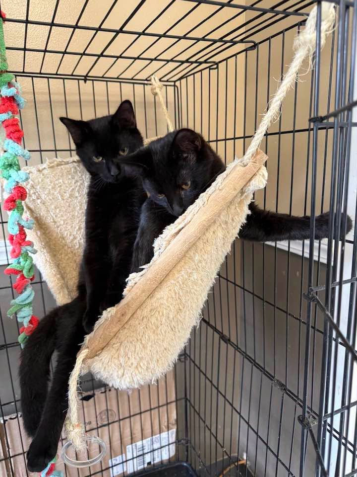ALI & EXPI