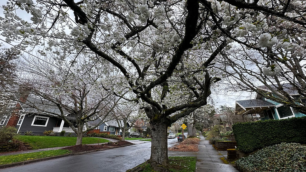 Blossoms and rainy street