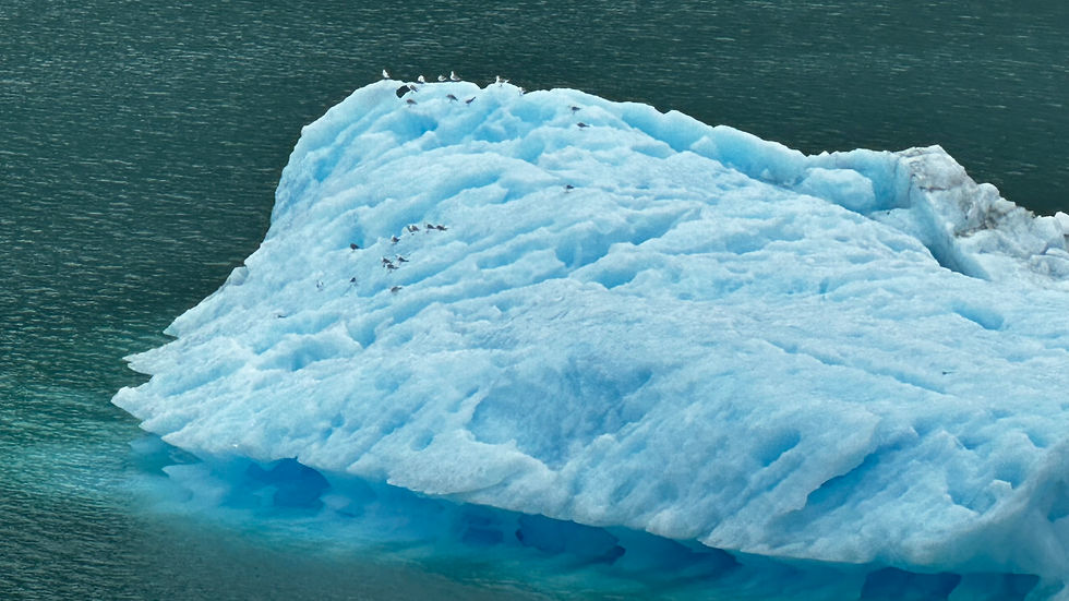 Iceberg covered in seagulls