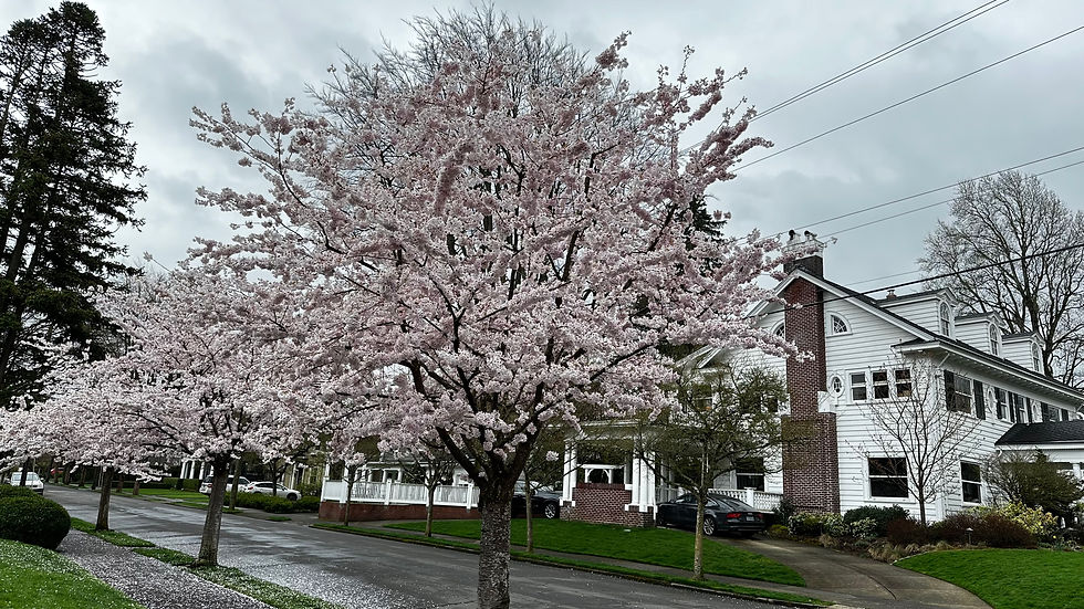 More blossoms in Portland, OR