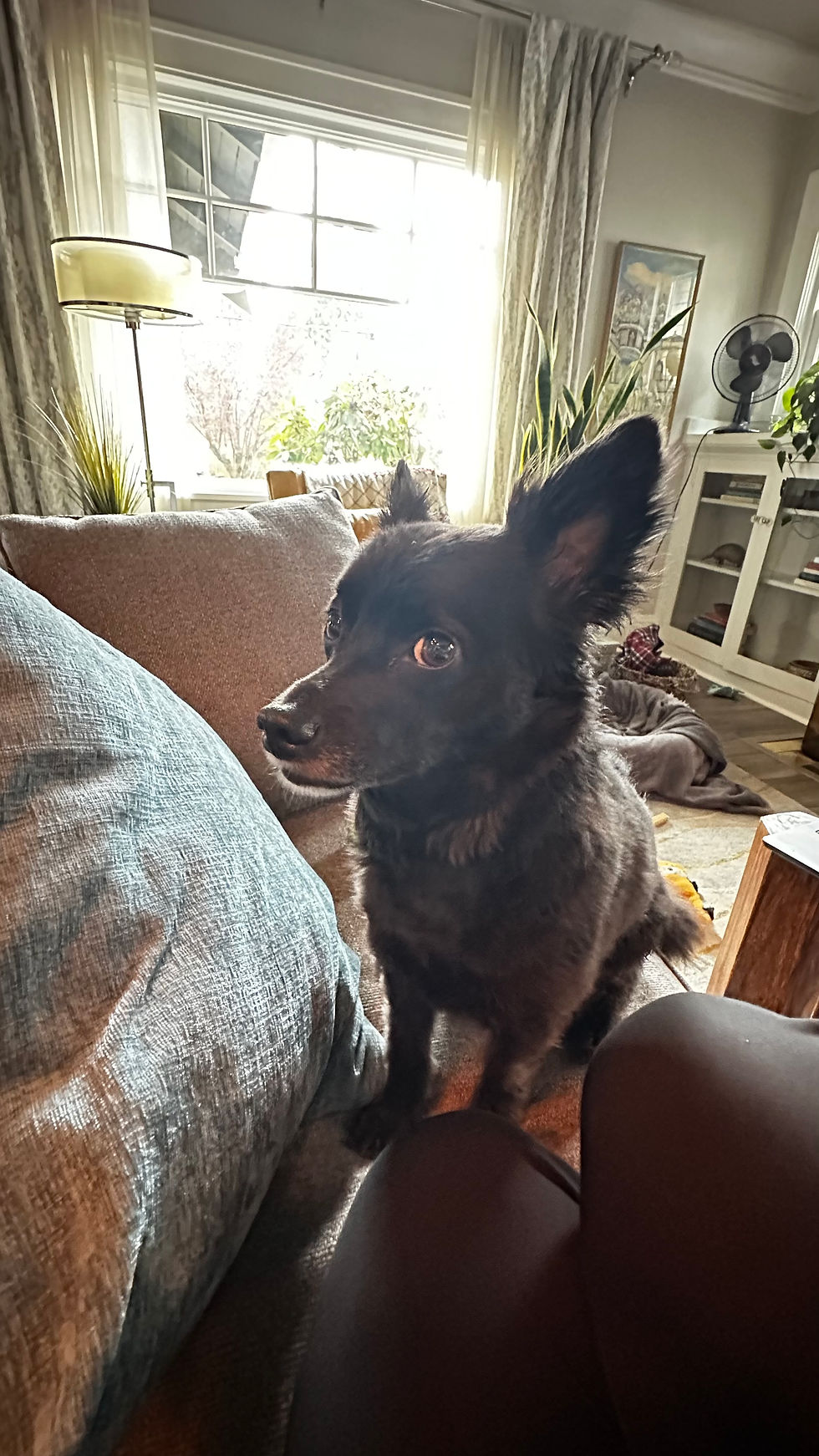 Lucy giving me side-eye