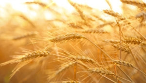intolerance to grains