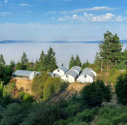 NEW-That Good Good Farm vertical blue sky- tarps and shade cloth removed_edited.jpg